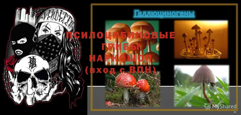 Галлюциногенные грибы Psilocybine cubensis  Горячий Ключ 